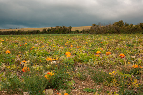 Ellie Ellie Sompting Pumpkin Picking Patch