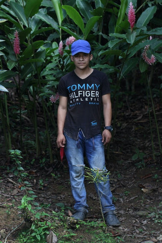 Henri cacao harvest