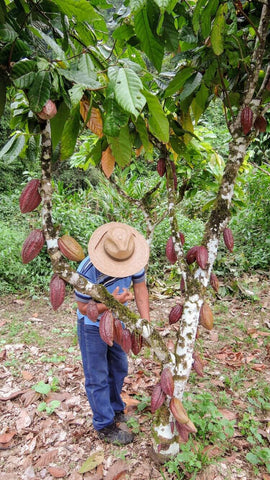 cacao-farmer-lachua-guatemala
