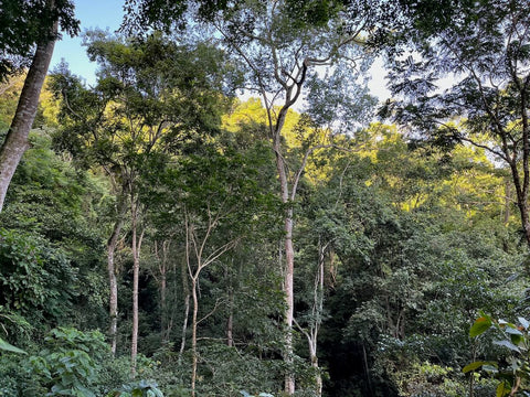 rich biodiversity at cacao farm