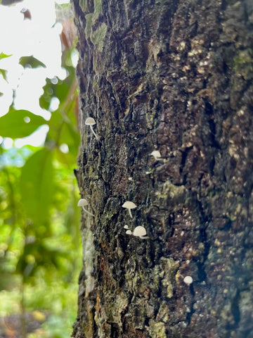 fungi growing at cacao tree