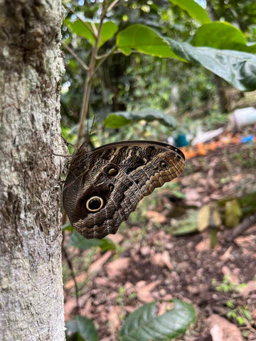 blue morpho butterfly peru