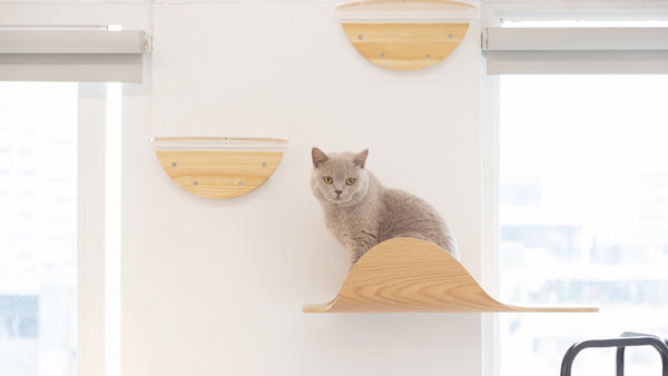 A British Shorthair is sitting on the cat shelf.