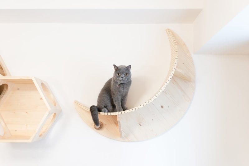 Featured image of post Moon Cat Shelf / These are sure to absolutely delight my input: