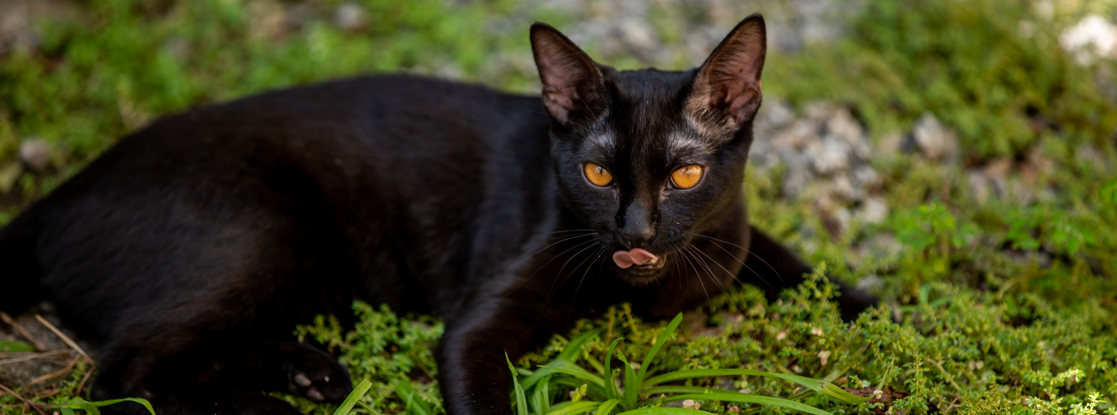 The Beauty of Black Cats