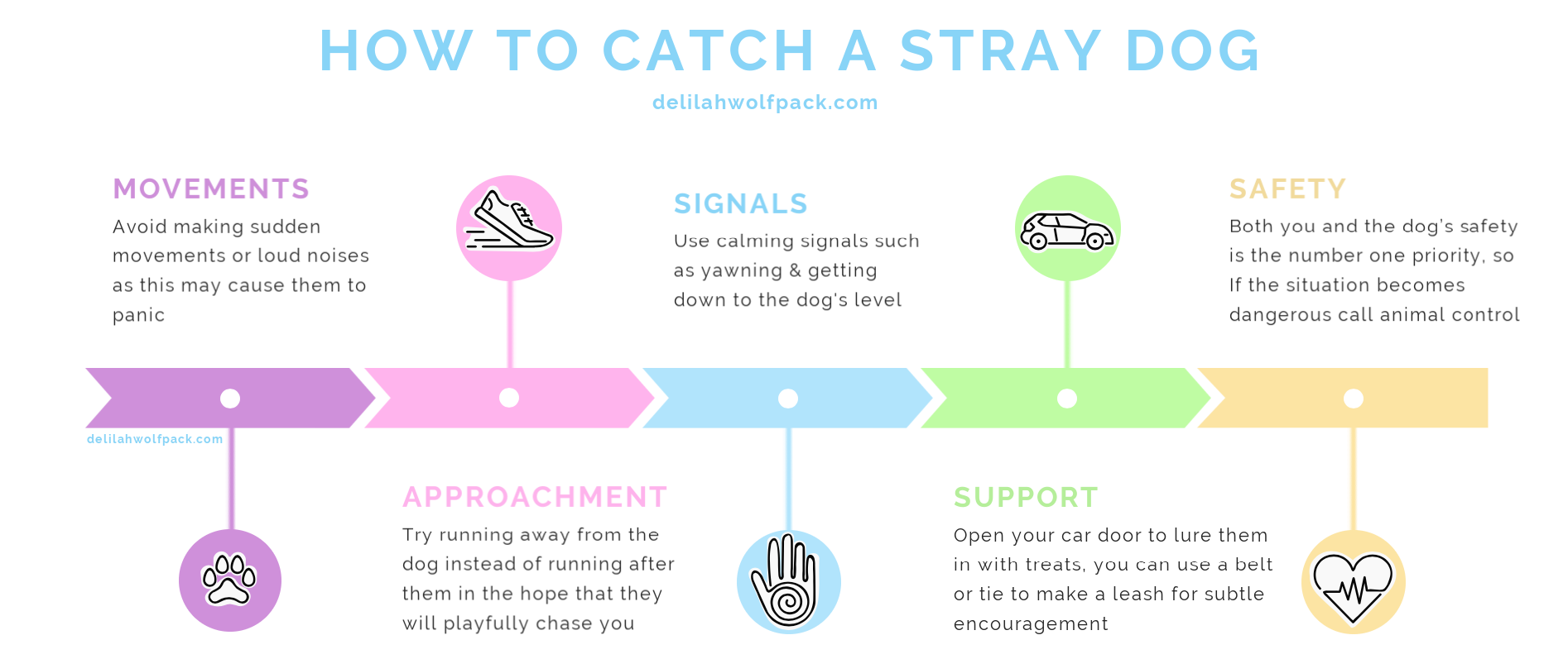How to catch a stray dog infographic