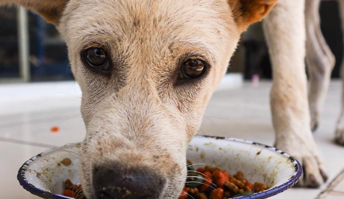 how you can help homeless animals