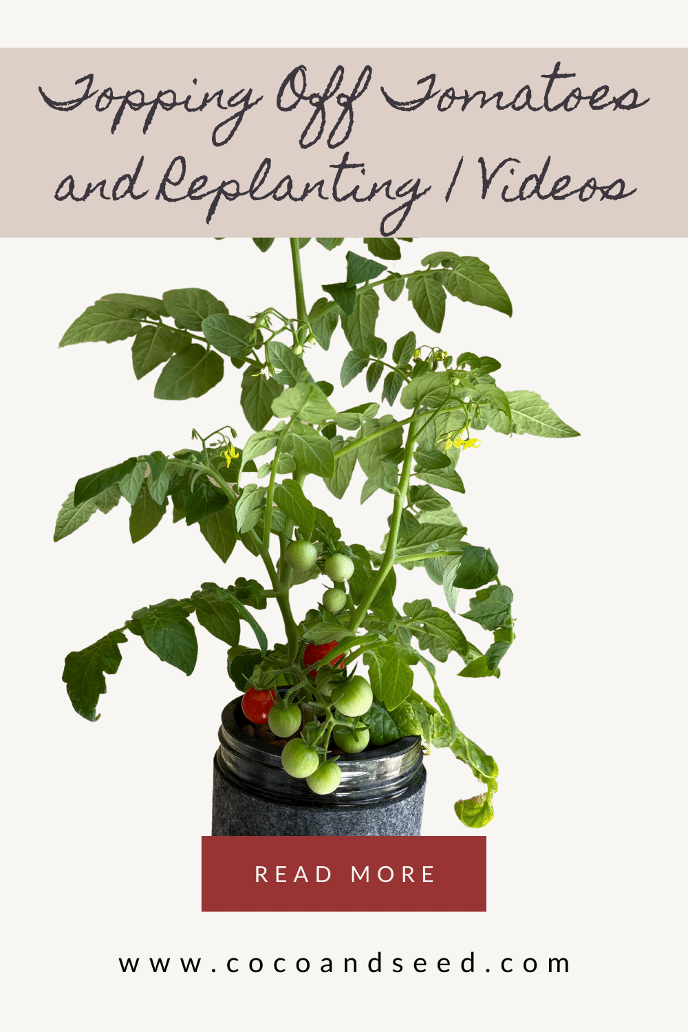 Topping Off Tomatoes and Replanting with Videos