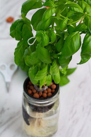 Mason Jar Hydroponics