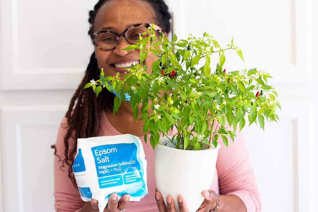 Gardener holding container pepper plant with epsom salt