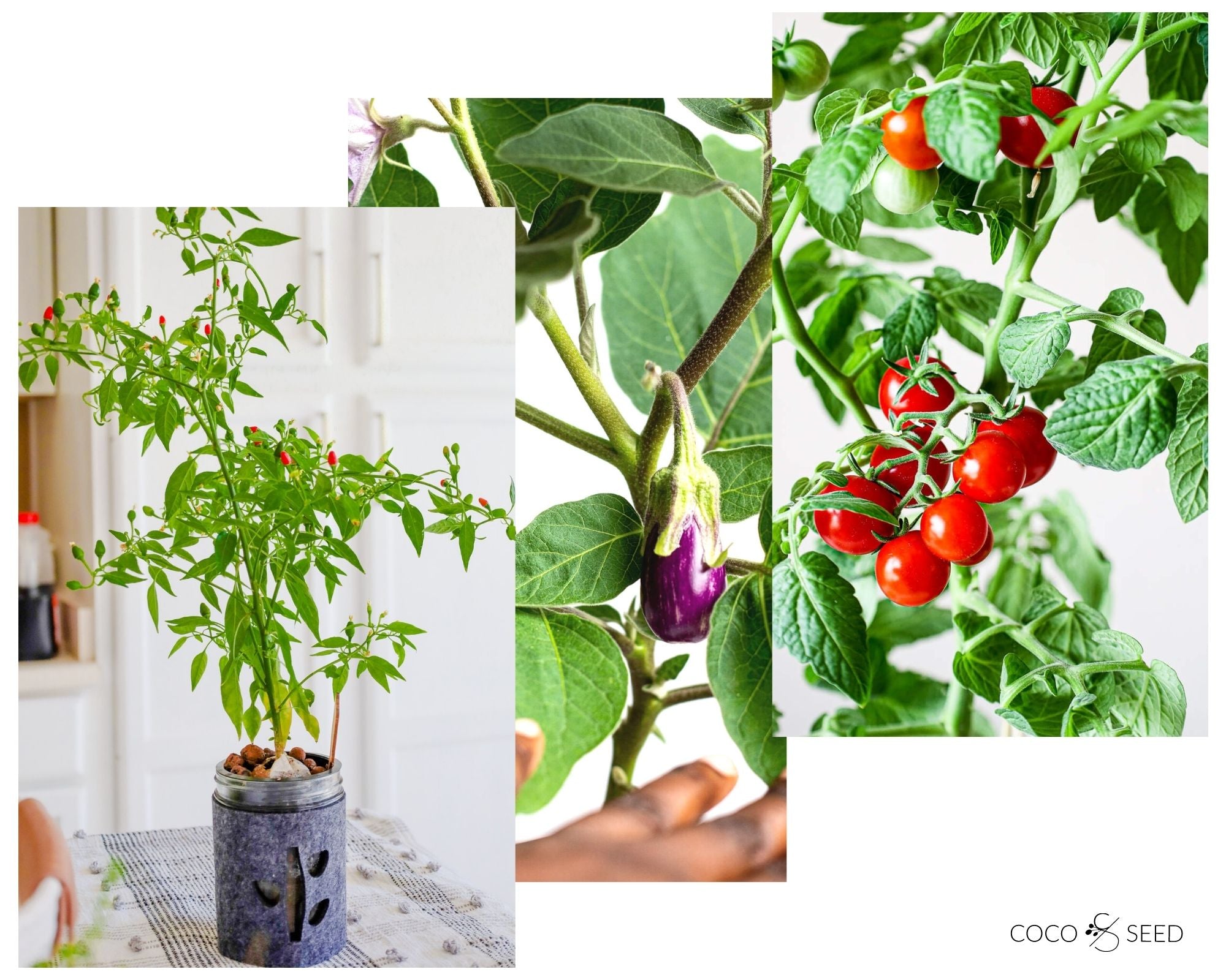 coco and seed fruiting plants collage