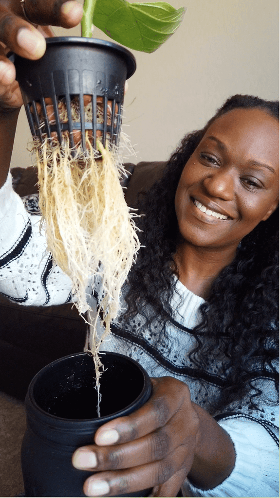 holding hydroponic mason jar showing healthy roots