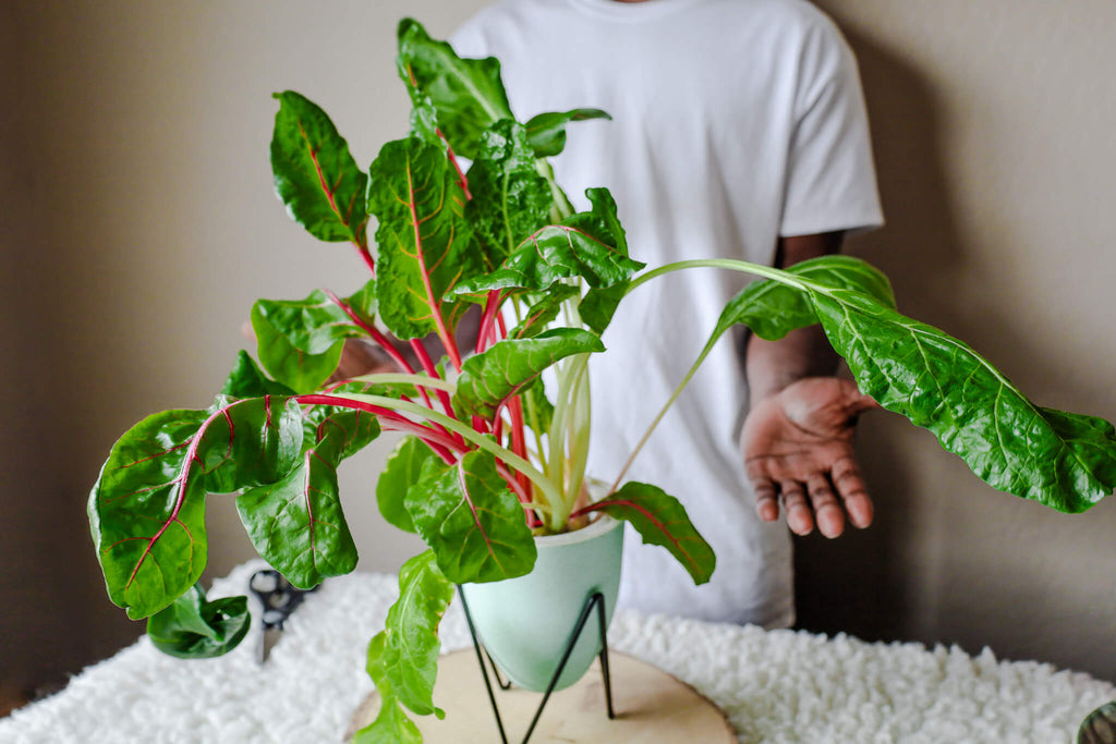 indoor soilless container grown bright lights swiss chard