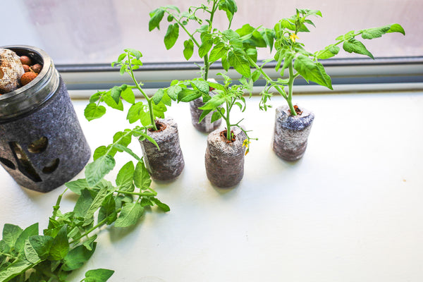 tomato clippings cuttings on windowsill in grow pod