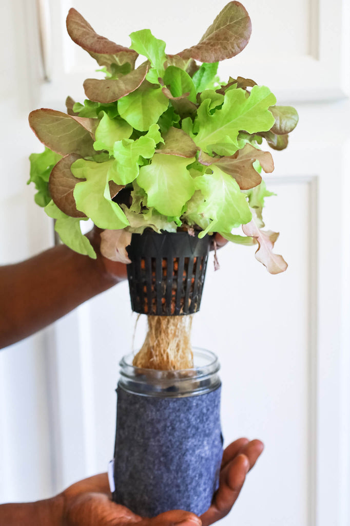 coco and seed hydroponic mason jar grown lettuce with healthy root system showing