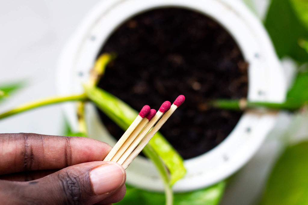 Matchsticks for your garden