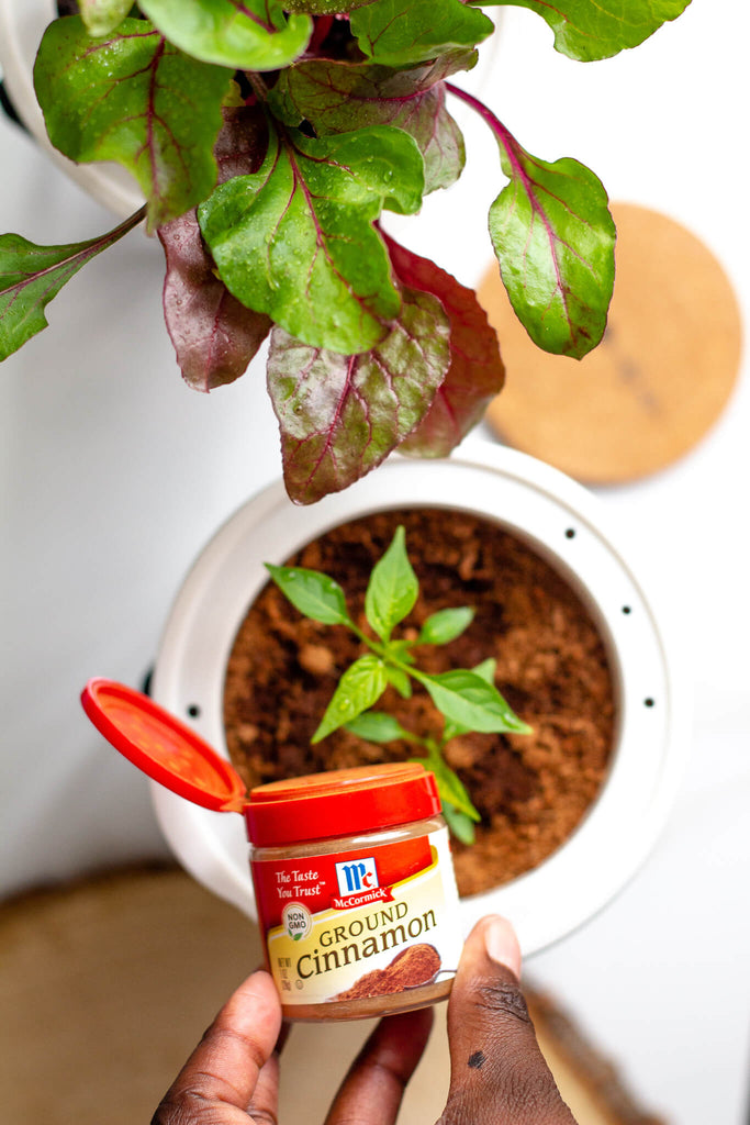 cinnamon for controlling mold and fungus in houseplants