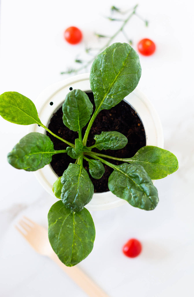 Container spinach week 3