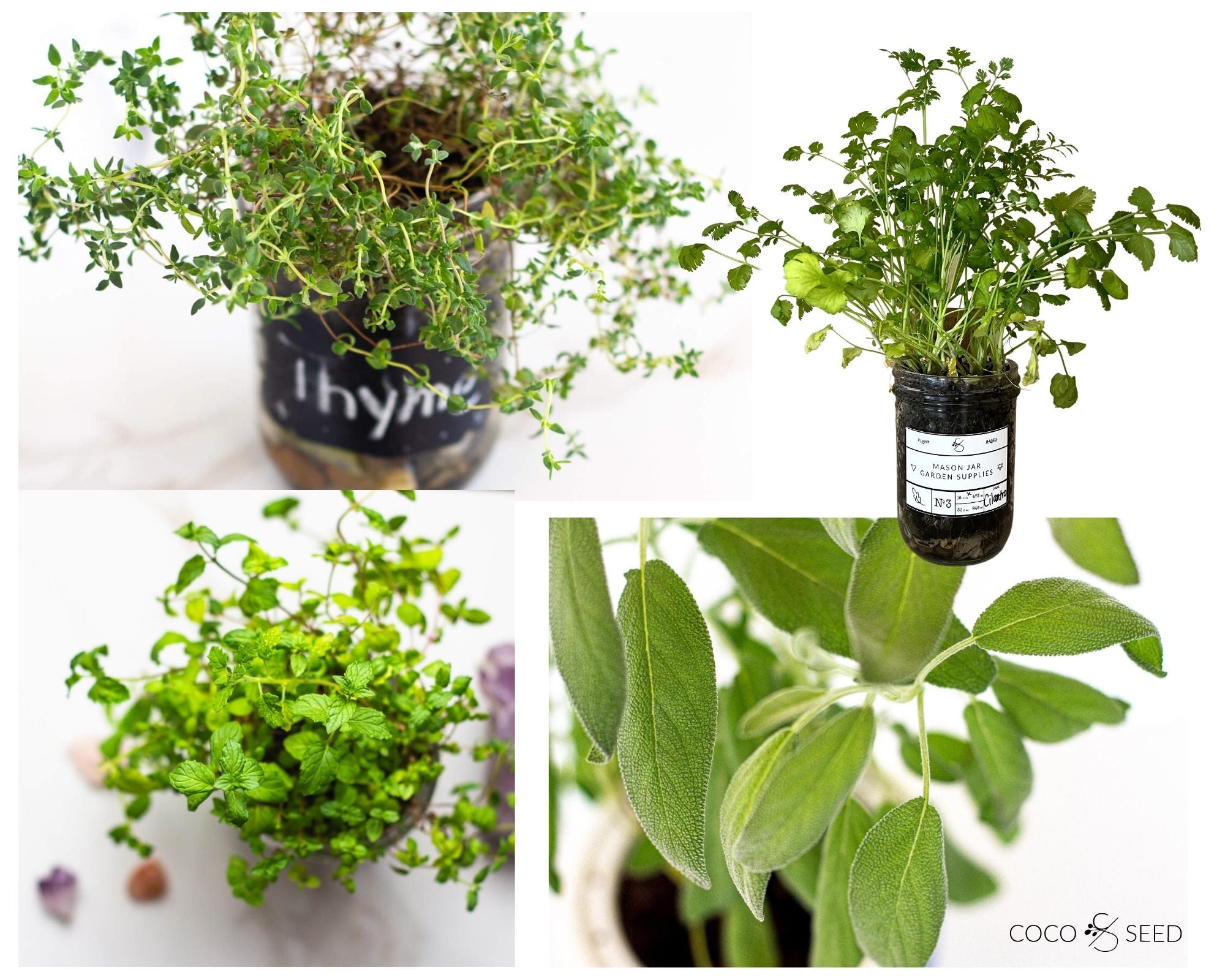coco and seed mint cilantro thyme sage plants collage