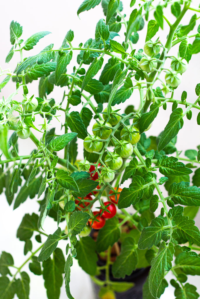 Hydroponic tomato plant in mason jar coco and seed