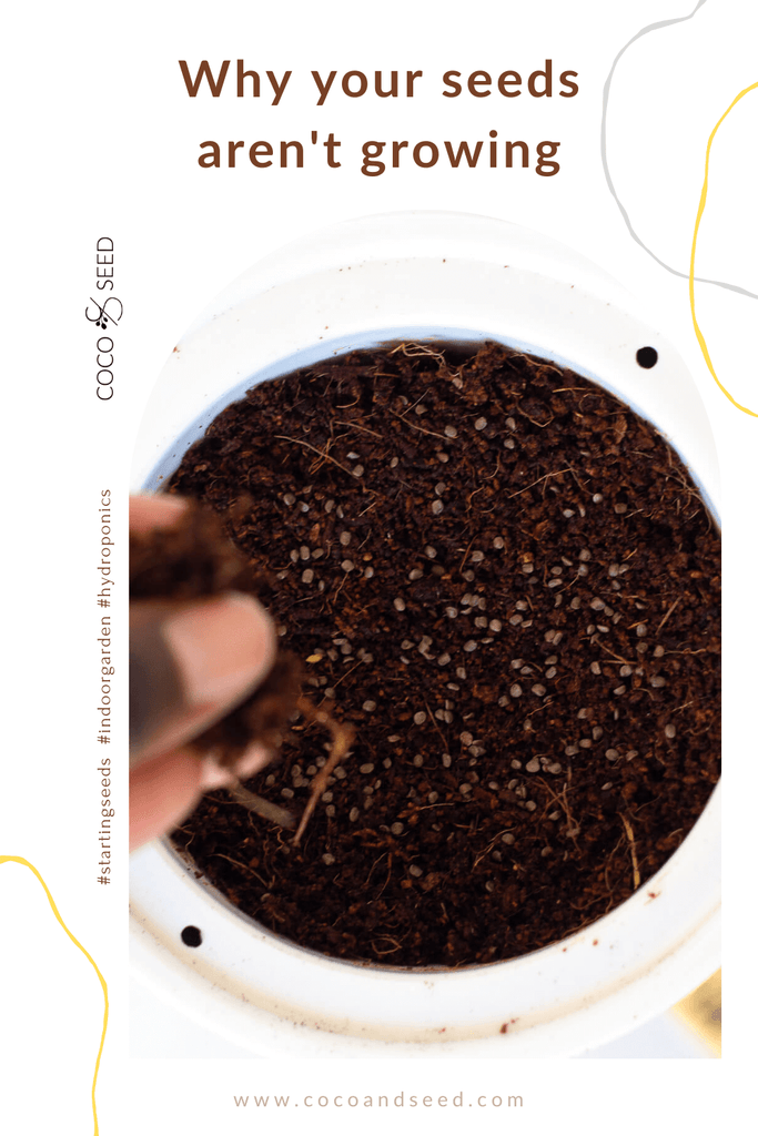 troubleshooting starting seeds in container garden