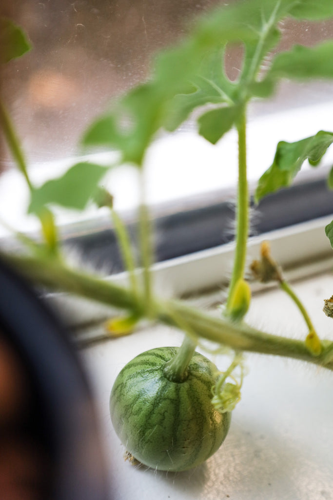 watermelon growing indoors on a windowsill