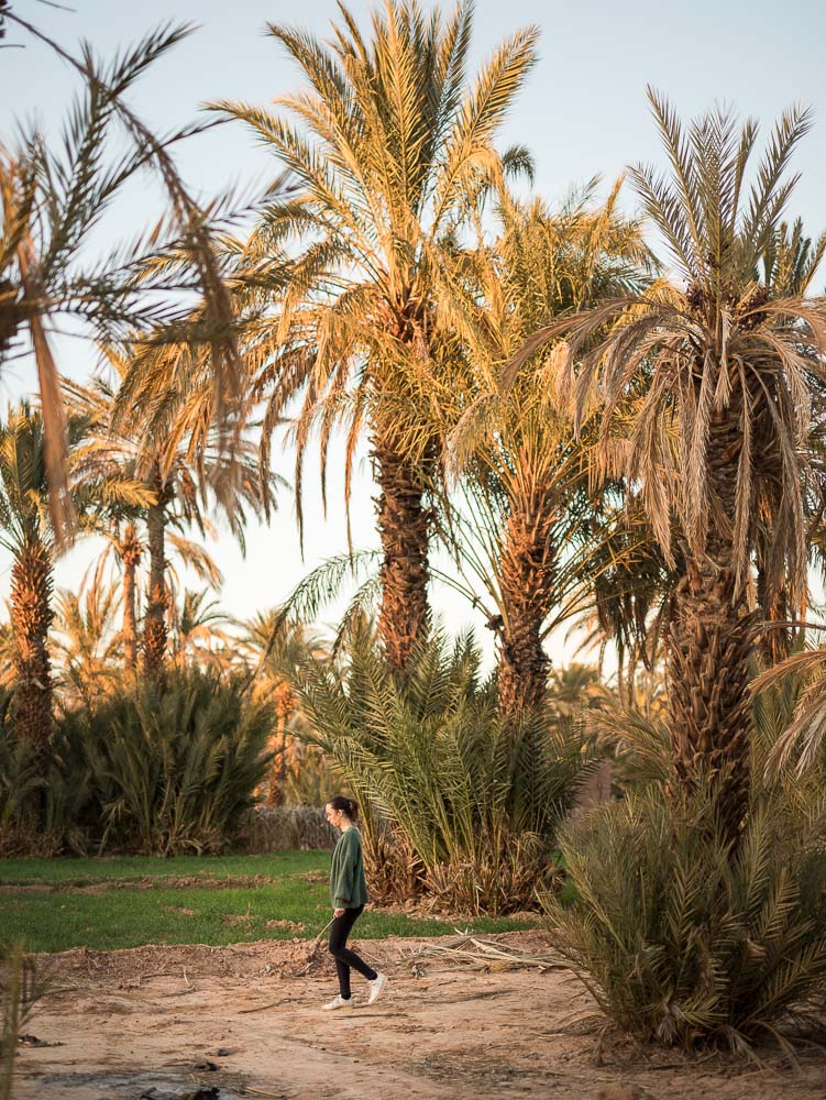 casa eurabia, Marokko, Datteln, Dattelpalme, Fotografie, Emily Piwowar