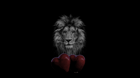 Lion and hearts. Gray hearts and Lion love
