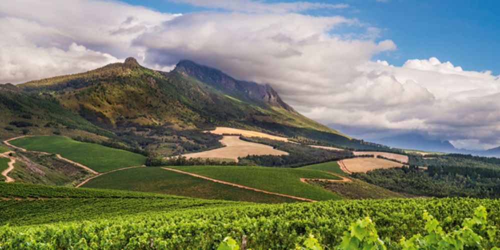 The present and future of South African wine