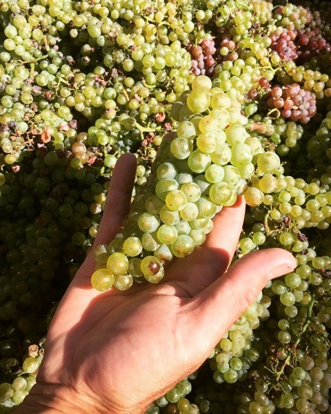 Featured grape varietal – Chardonnay