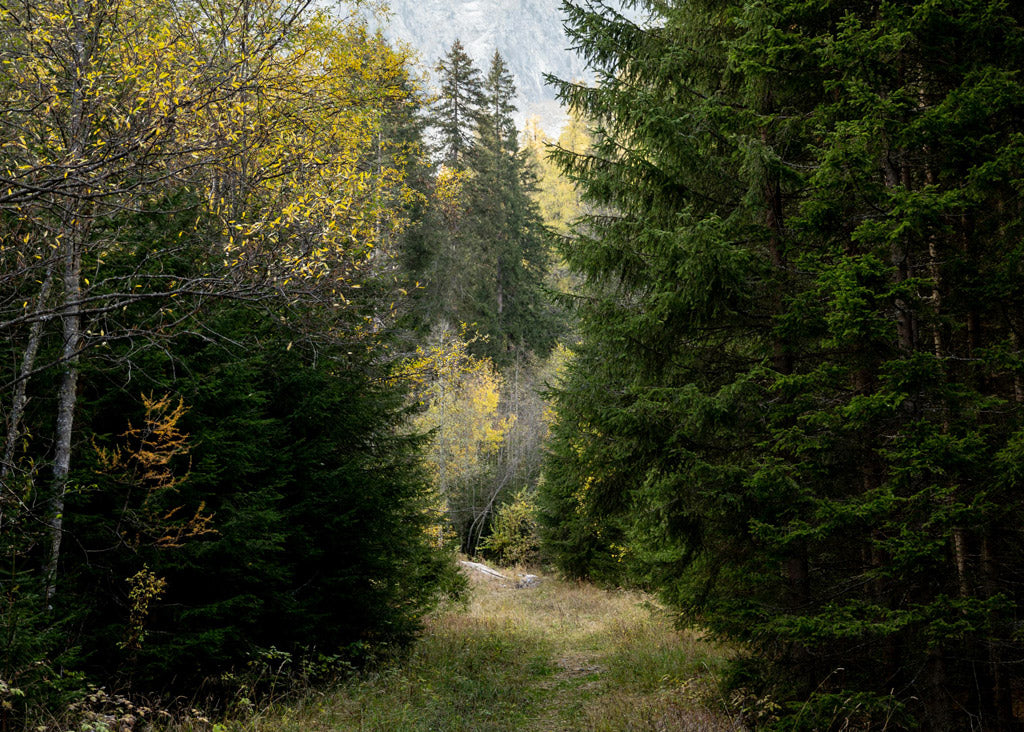 Achtsames Waldbaden: Ruhiger Wald