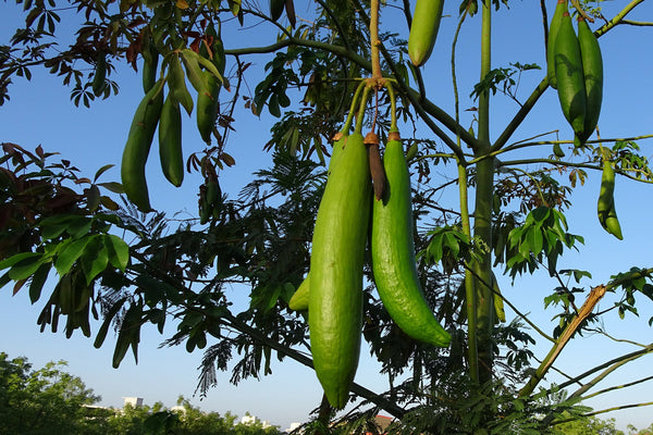 Kapokbaum mit Kapsel