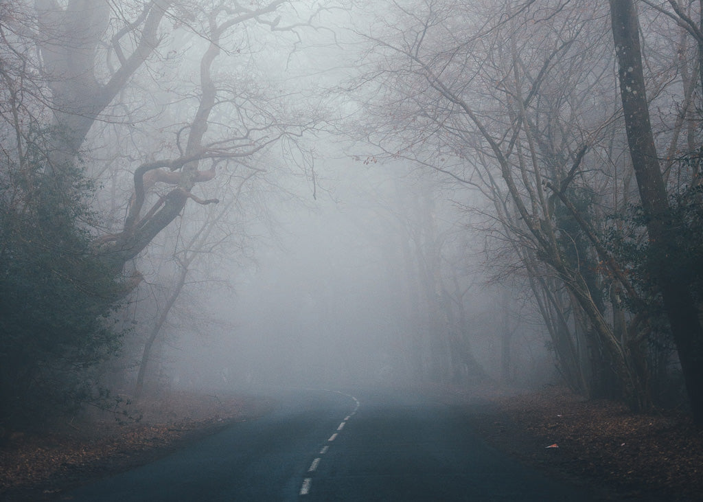 Fear and worry: road and forest in the fog