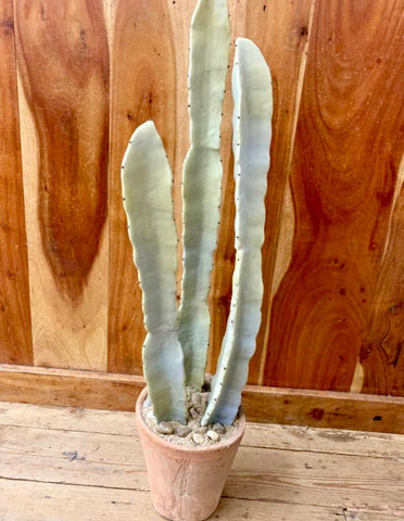 artificial Cactus In Cement Pot