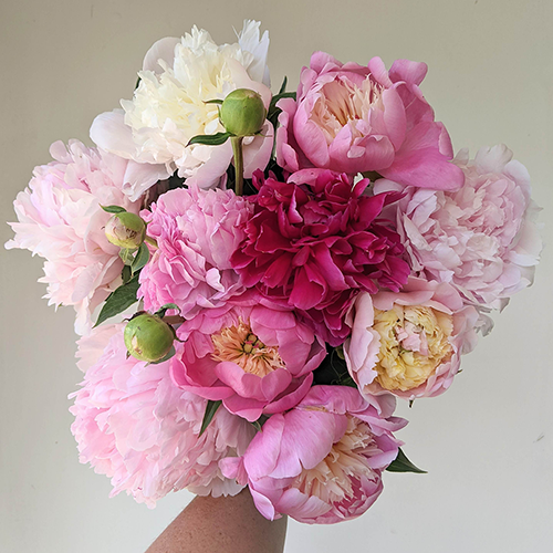 Cut Flowers – The Peony Fields