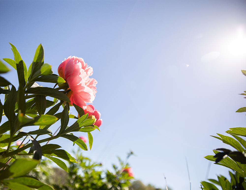 Looking up at a peony plant at the sky from below