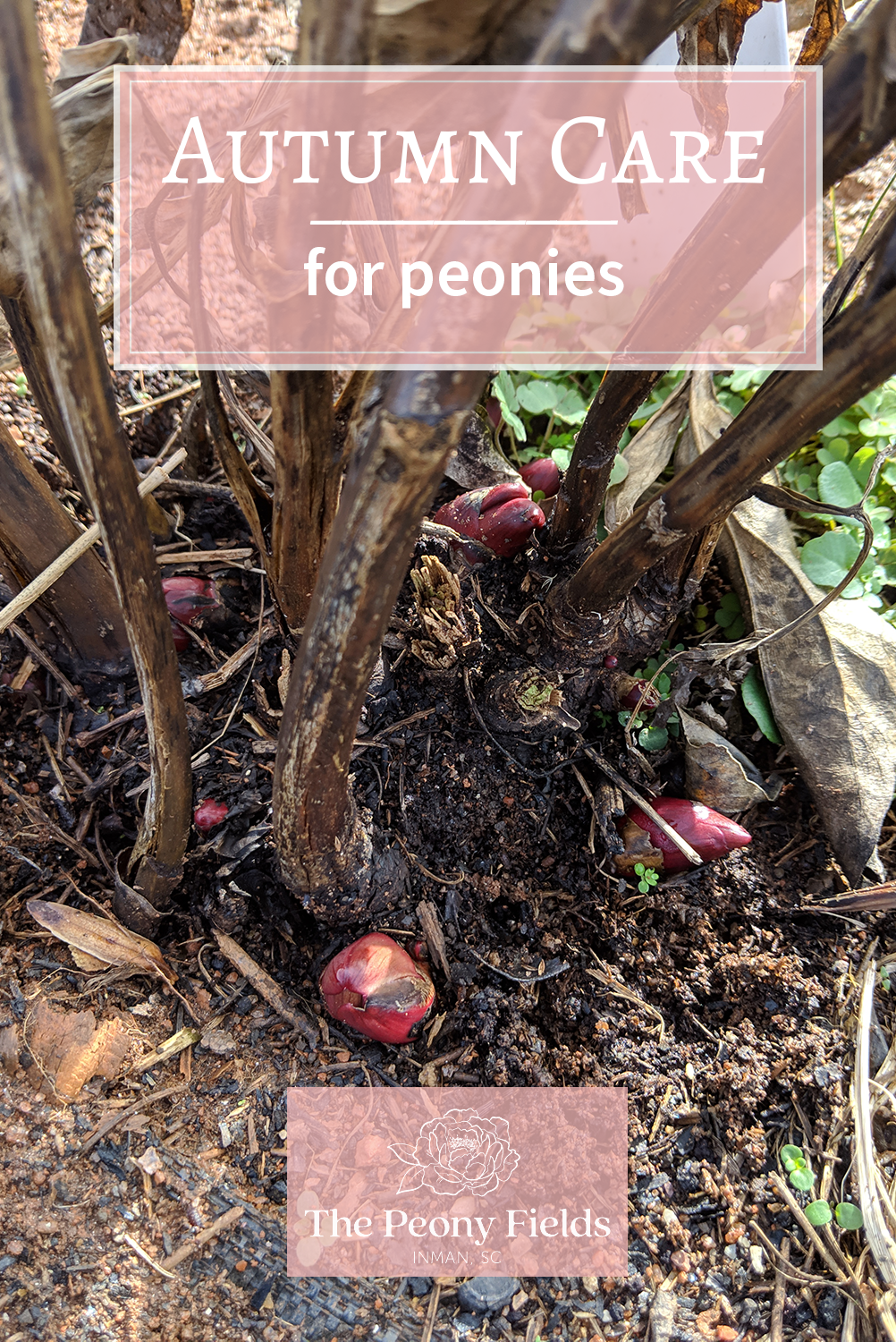 Autumn Care for Peonies. A dormant peony plant.