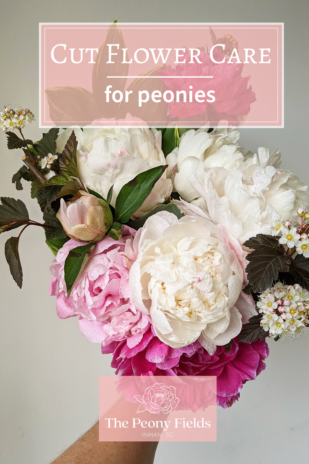 Cut flower care for peonies. A colorful bunch of peonies is held up in a hand.