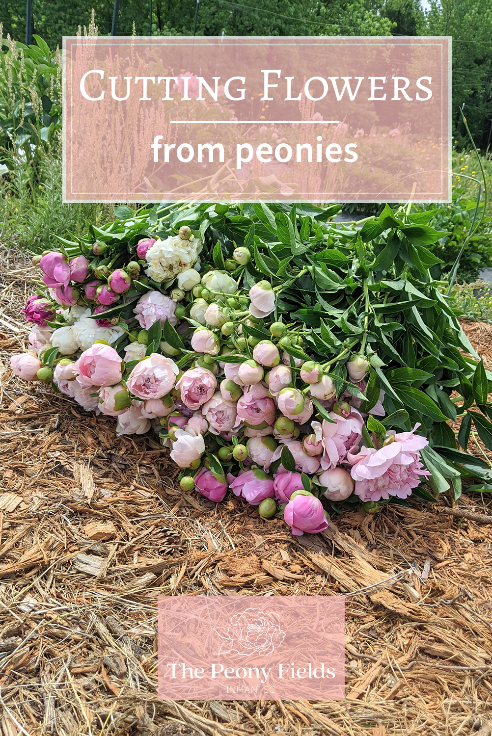 Cutting Flowers from Peonies. A pile of pink and white cut peonies lies on mulch.
