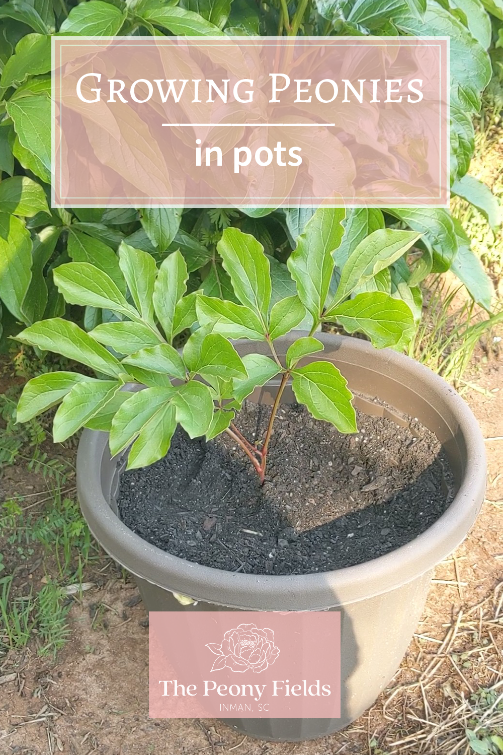 A peony plant grows in a flower pot.