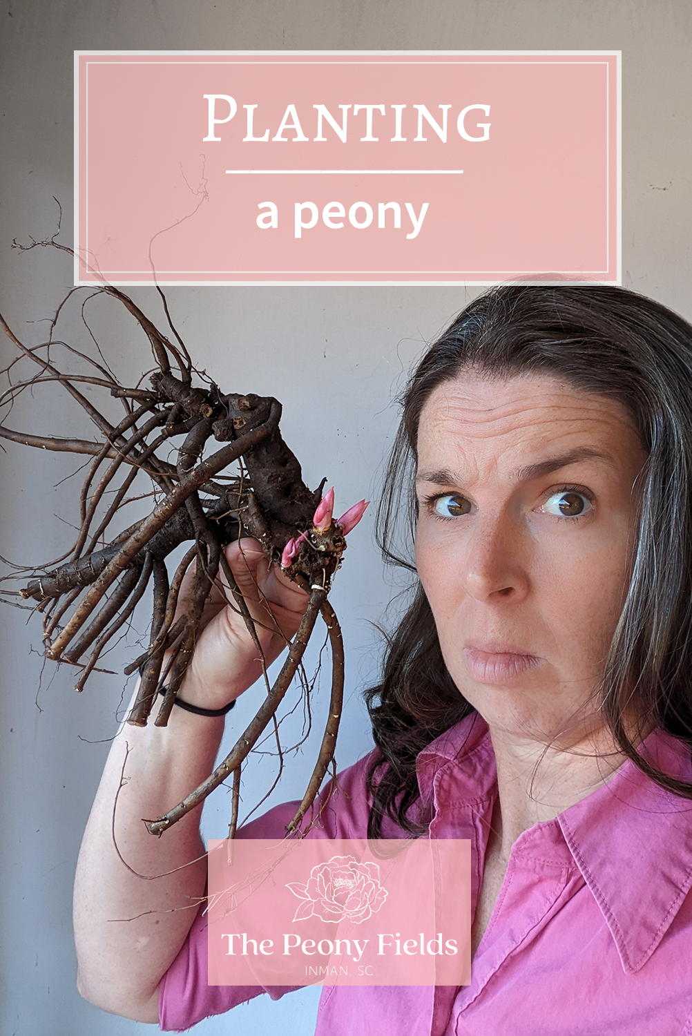 Planting a peony. A woman holds a gnarly peony root and looks quizzically at the camera.