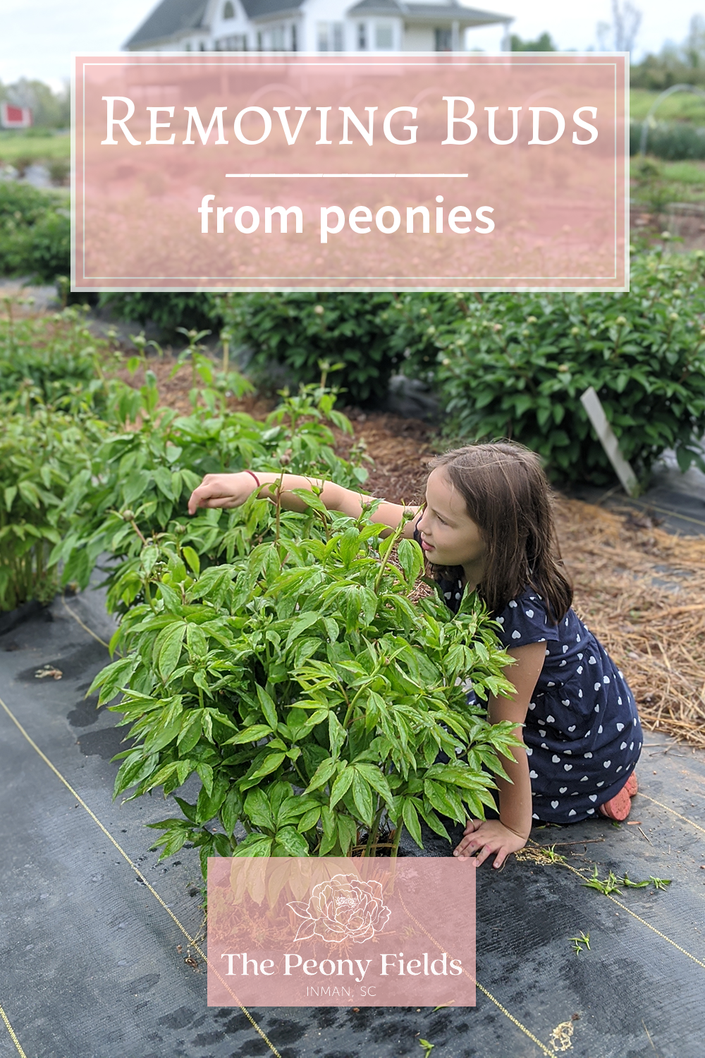 Removing buds from peonies. A girl removes buds from a peony plant.