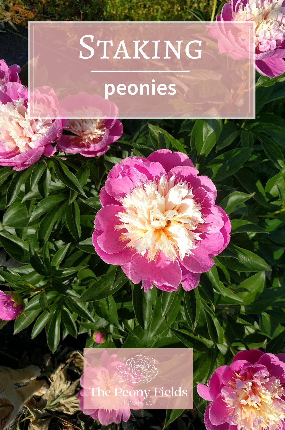 Staking Peonies. A bright pink and cream peony against green leaves.