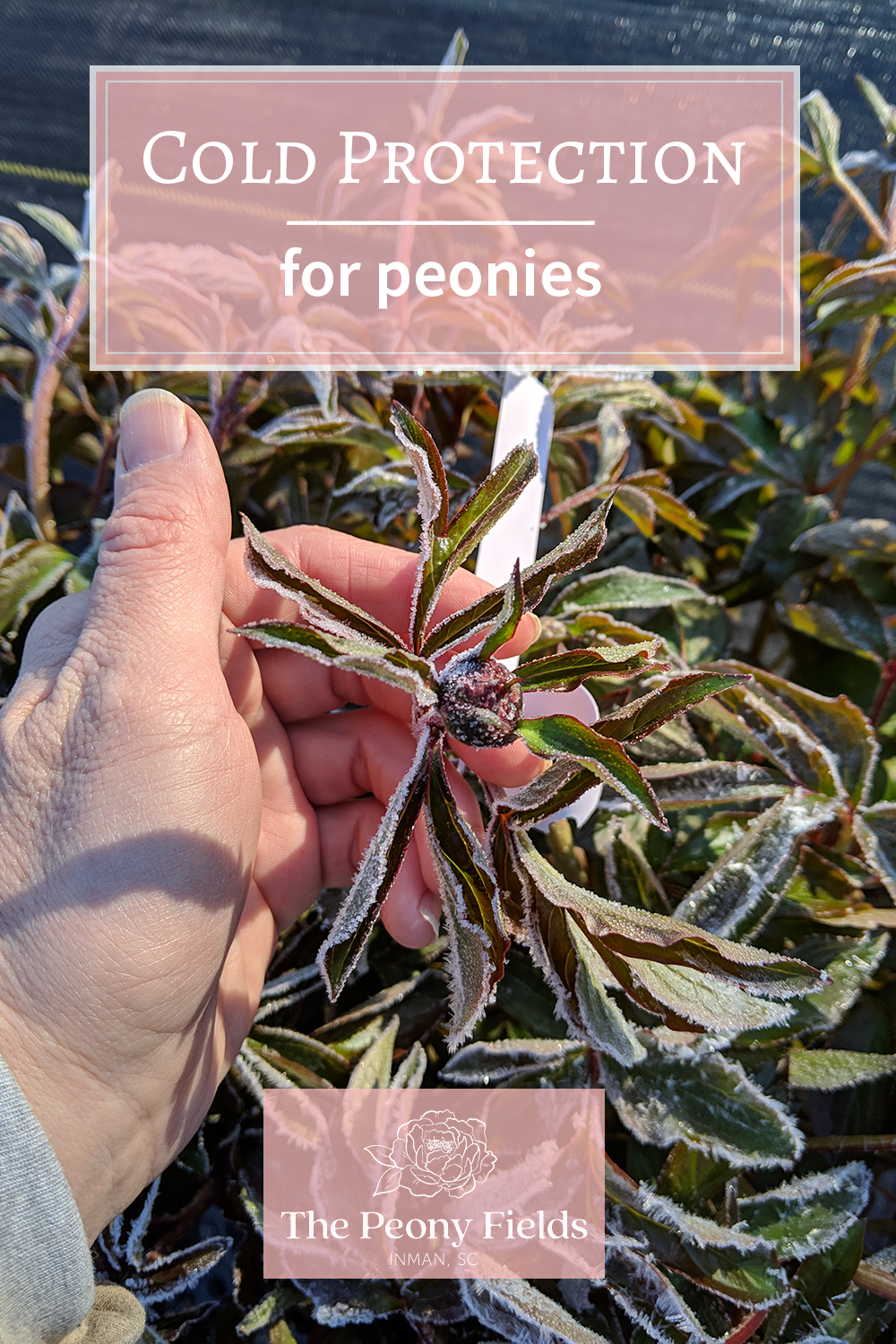 Winter Protection for Peony Plants. A hand is wrapped around a frosted peony plant with a small bud.