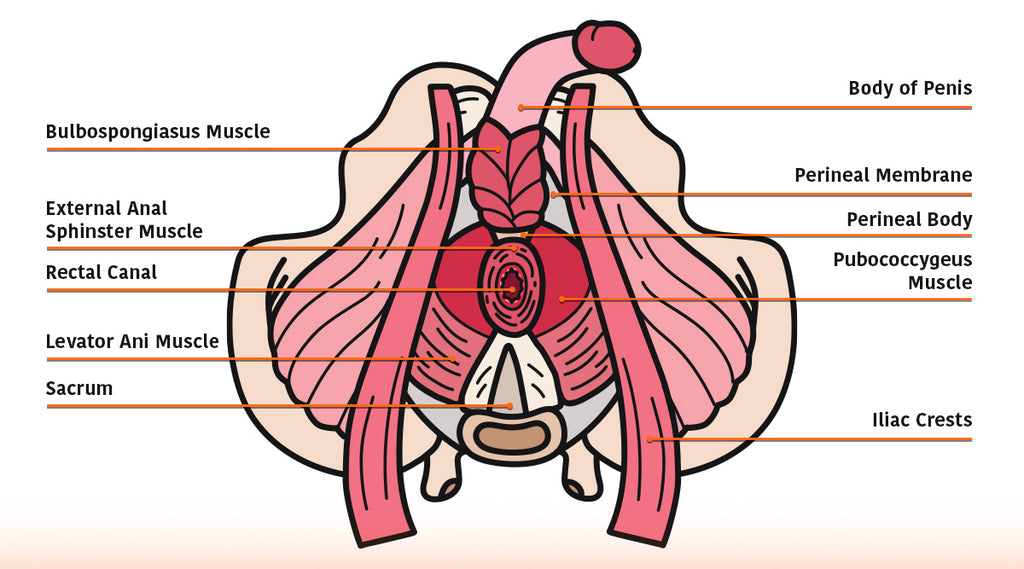 Pelvic Floor Muscles Anatomical Illustration n Men