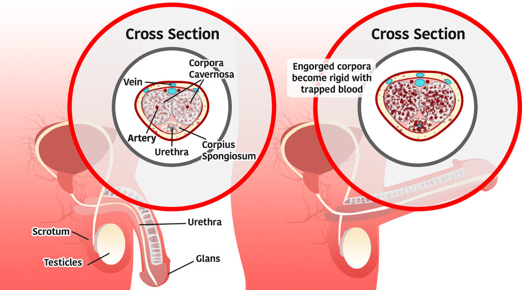 red light therapy can improve blood circulation to manage erectile dysfunction