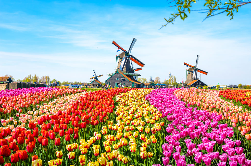Tulpenfelder, Niederlande