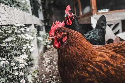 allevare galline nel pollaio