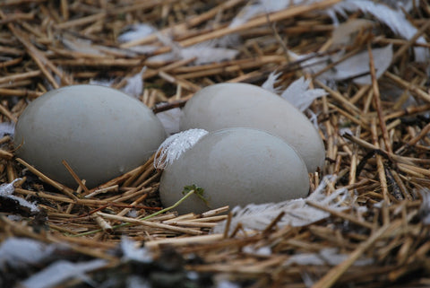 Incubatrice e corretta incubazione delle uova - Passione Avicola