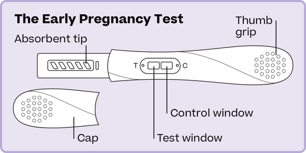 A Guide to Pregnancy Testing: How to use an Early Pregnancy Test